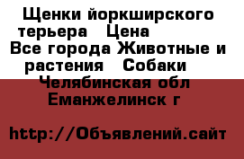 Щенки йоркширского терьера › Цена ­ 20 000 - Все города Животные и растения » Собаки   . Челябинская обл.,Еманжелинск г.